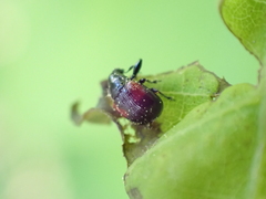 Synolabus bipustulatus