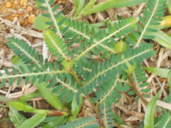 Phyllanthus fraternus