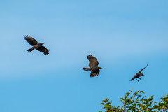 Corvus brachyrhynchos