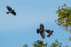 Corvus brachyrhynchos