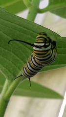 Danaus plexippus