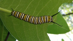 Danaus plexippus