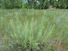Galatella biflora