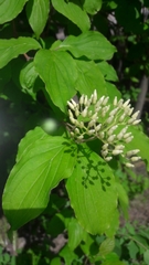 Cornus alba