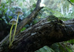 Mycena subviscosa
