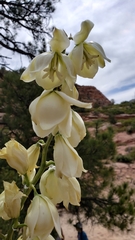 Yucca utahensis