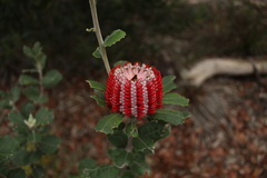 Banksia coccinea