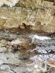Diaperinae