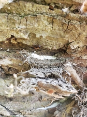 Diaperinae