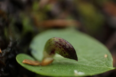 Corybas recurvus