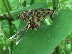 Sericinus montela