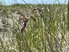 Poa eminens