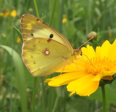 Colias poliographus