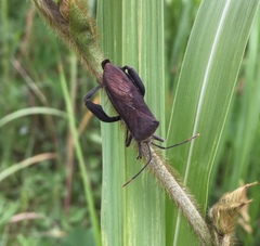 Anoplocnemis dallasi