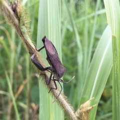 Anoplocnemis dallasi