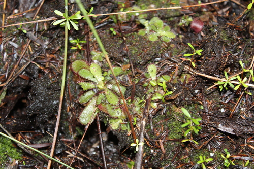 Drosera hamiltonii
