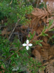 Cyanothamnus anemonifolius