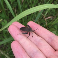 Anoplocnemis dallasi