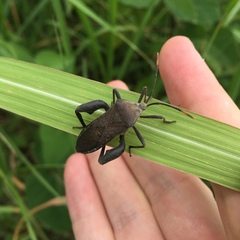 Anoplocnemis dallasi