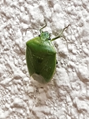 Glaucias