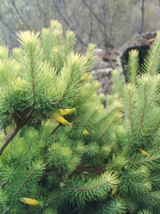 Stenanthera pinifolia