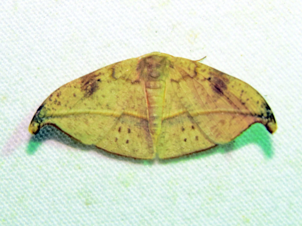 Patalene chaonia