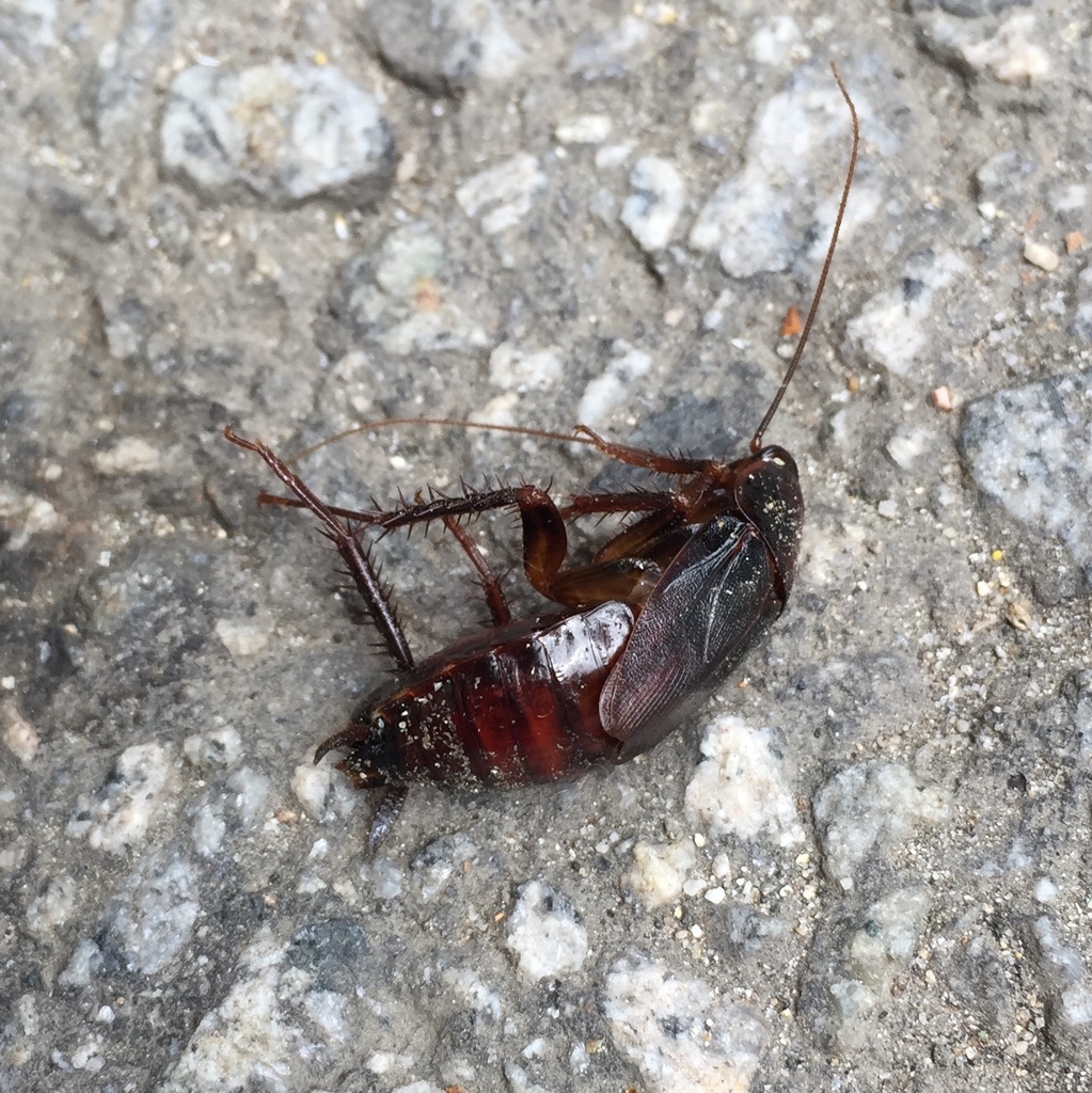 Japanese Cockroach from Singok 2(i)-dong, Uijeongbu-si, Gyeonggi-do ...