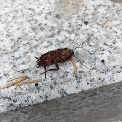 Periplaneta japonica