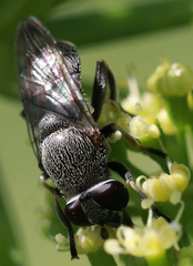 Myolepta aurinota