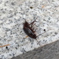 Periplaneta japonica