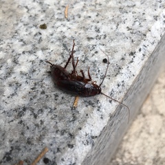 Periplaneta japonica