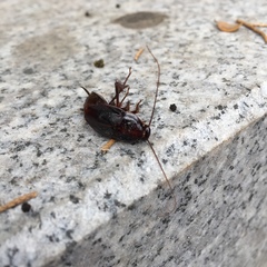 Periplaneta japonica