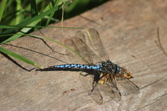Aeshna caerulea