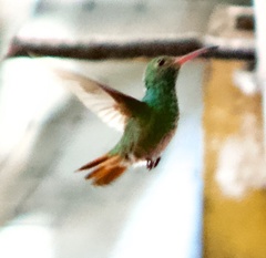 Amazilia tzacatl