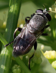 Myolepta aurinota
