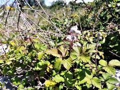 Rubus creticus