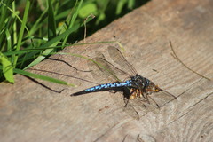 Aeshna caerulea