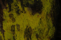 Candelariella antennaria
