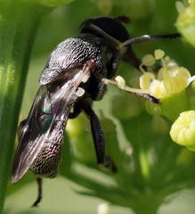 Myolepta aurinota
