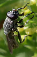 Myolepta aurinota