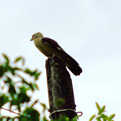 Daptrius chimachima