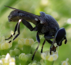 Myolepta aurinota