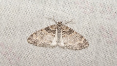 Lobophora halterata
