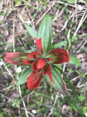 Castilleja miniata miniata