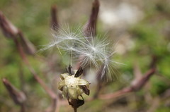 Lactuca tuberosa
