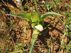 Colchicum coloratum burchellii