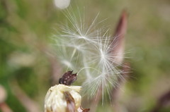 Lactuca tuberosa
