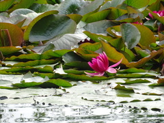 Nymphaea rubra