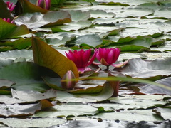 Nymphaea rubra