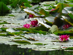 Nymphaea rubra